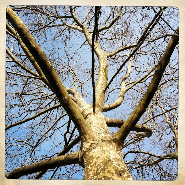 Sycamore-Tree-in-Farmingdale-Springtime