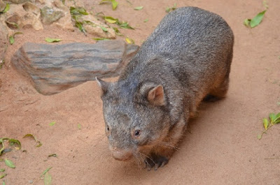 The wombat resembles a badger but has significant differences. It is a testimony to the work of the Master Engineer while also baffling evolutionists.