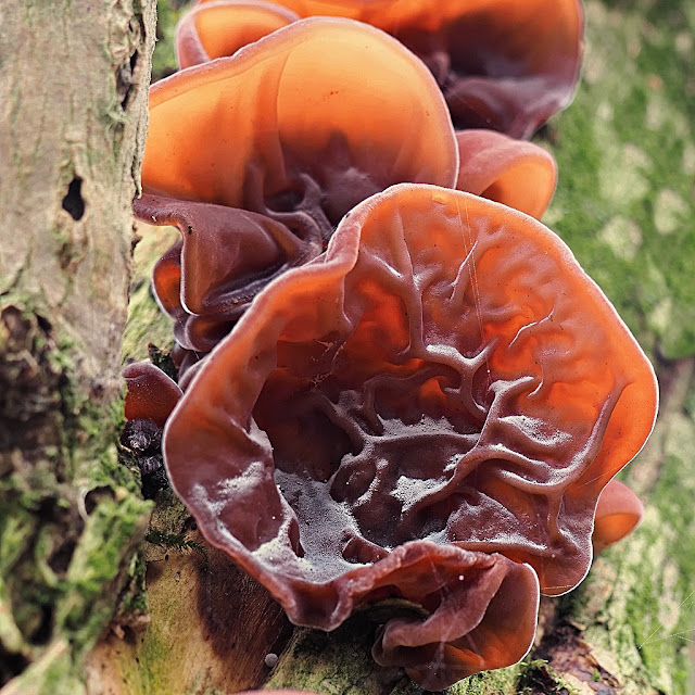 Close up of a clump of Jelly Ear Fungus