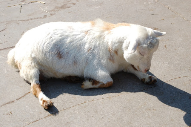 A small white goat with a few tan spots relaxes on the goat yard's pavement with eyes closed.