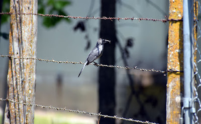 Bird at Lafayette