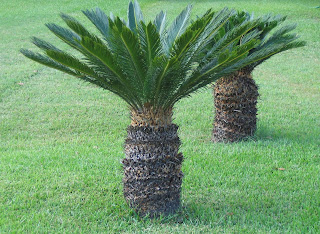 sago palm (Cycas revoluta) is not palm.