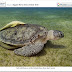Sea Turtle with 2 Parasitical Guests