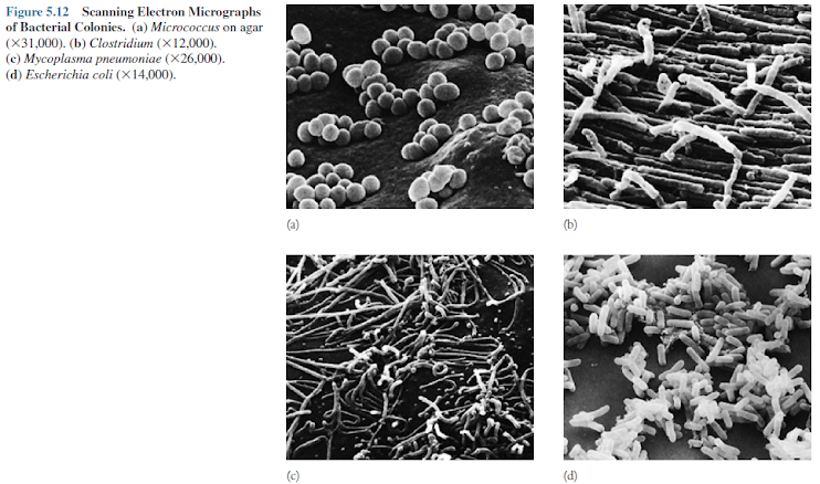 Scanning Electron Micrographs of Bacterial Colonies