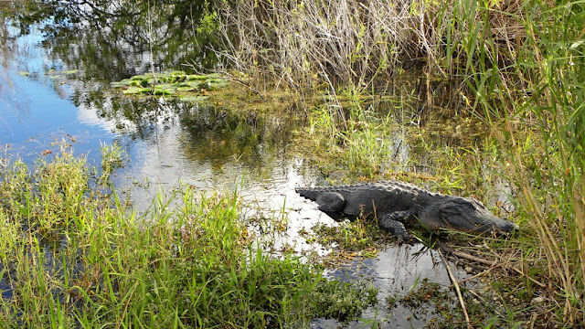 Royal Palm Everglades