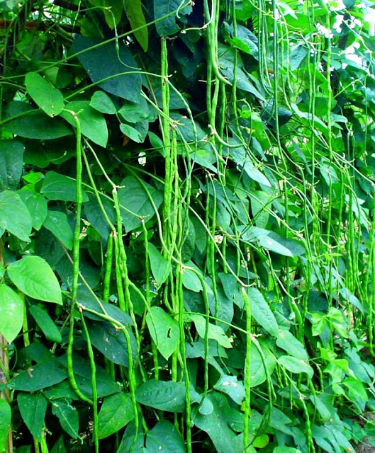 Teknis Budidaya Tanaman Kacang Panjang Vigna Sinensis 