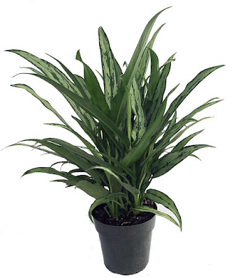 Aglaonema Bryant Queen care