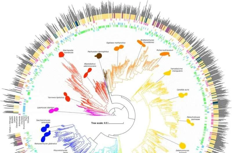 Yeast Study Reveals