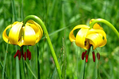 Lily Flowers Planting