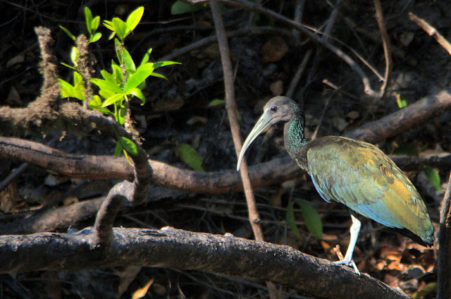 Coró-coró - Mesembrinibis cayennensis - Amazonia