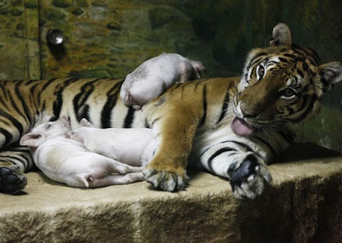 Porquinhos são 'adotados' por tigresa em zoológico