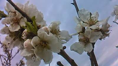 flores de almendro