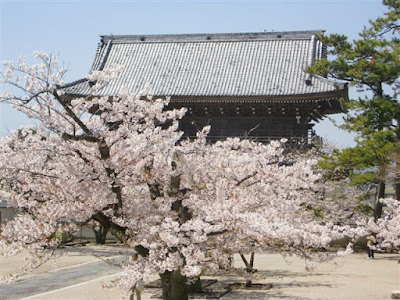  光明寺の桜