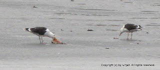 Greater Black-Backed Gull