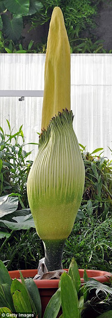 Bunga saiz gergasi terbesar di dunia, yang telah wujud untuk satu dekad