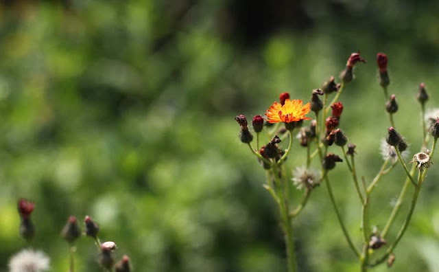 Hieracium Aurantiacum Flowers Pictures