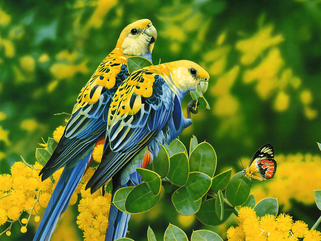 Gambar Wallpaper Burung Tercantik