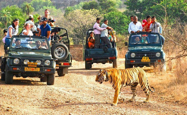 Tiger in Jim Corbett safari