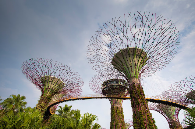 Supertree Grove-Gardens by the bay-Singapore