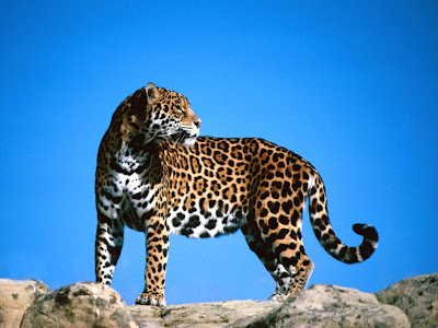 Jaguar Wallpaper