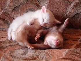 Funny animals of the week - 14 February 2014 (40 pics), kitten sleeping with ferret