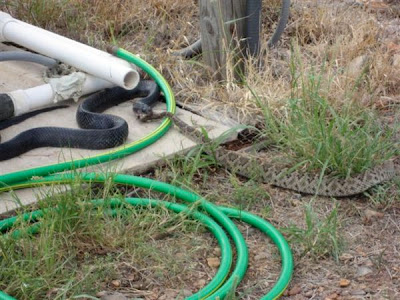 black snake eats rattler