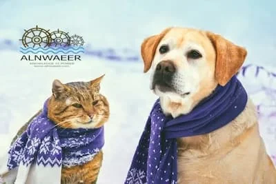 سلامة الحيوانات الأليفة في الطقس البارد