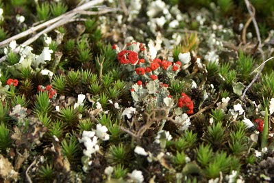 - Rode Heidelucifer - Cladonia floerkeana