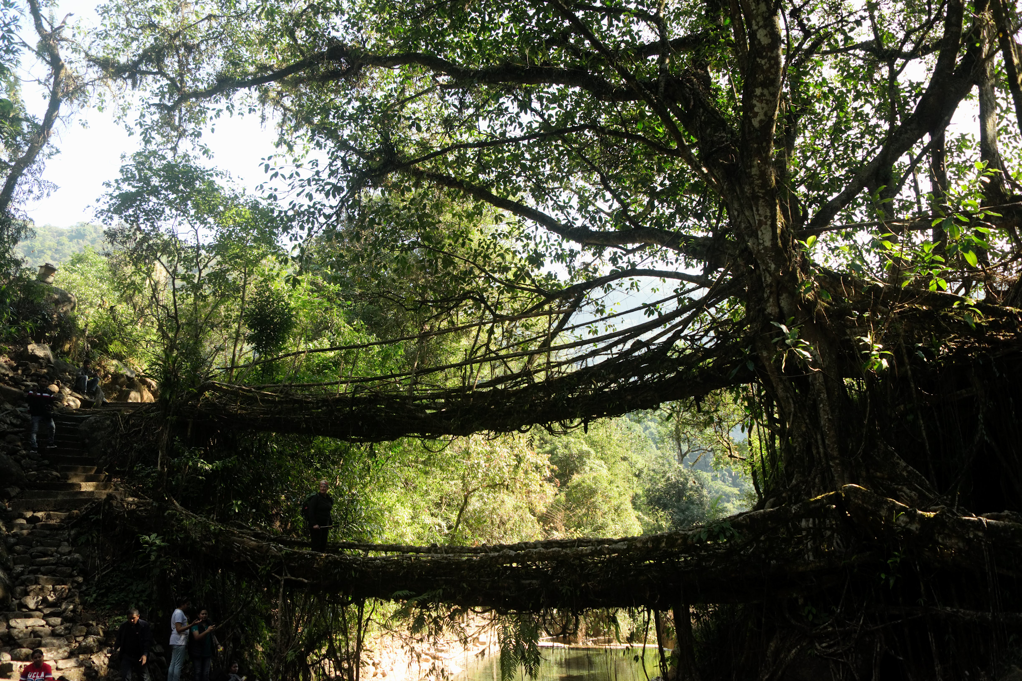 Double Decker Living Root Bridge adding feast for the eyes