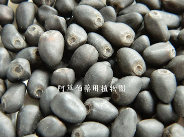 相片