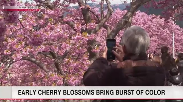 Festival das cerejeiras de floração precoce atrai vários turistas na província de Shizuoka.