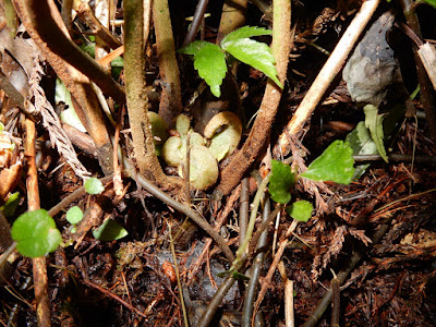 稀子蕨的根莖及葉柄