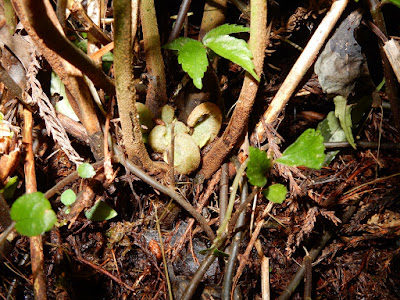 Rhizome and stipes of Henery's Monachosorum