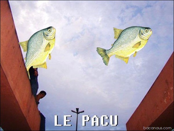 le pacu bacanaus