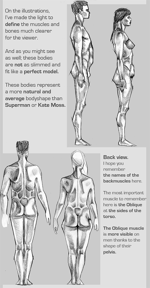 Human Anatomy Fundamentals: Advanced Body Proportions