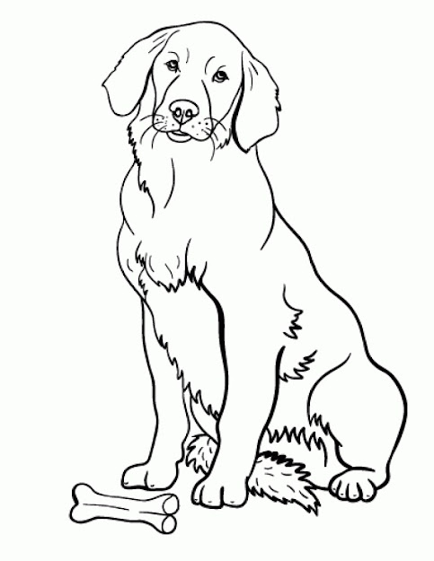Free Printable Golden Retriever Coloring Pages Free Printable