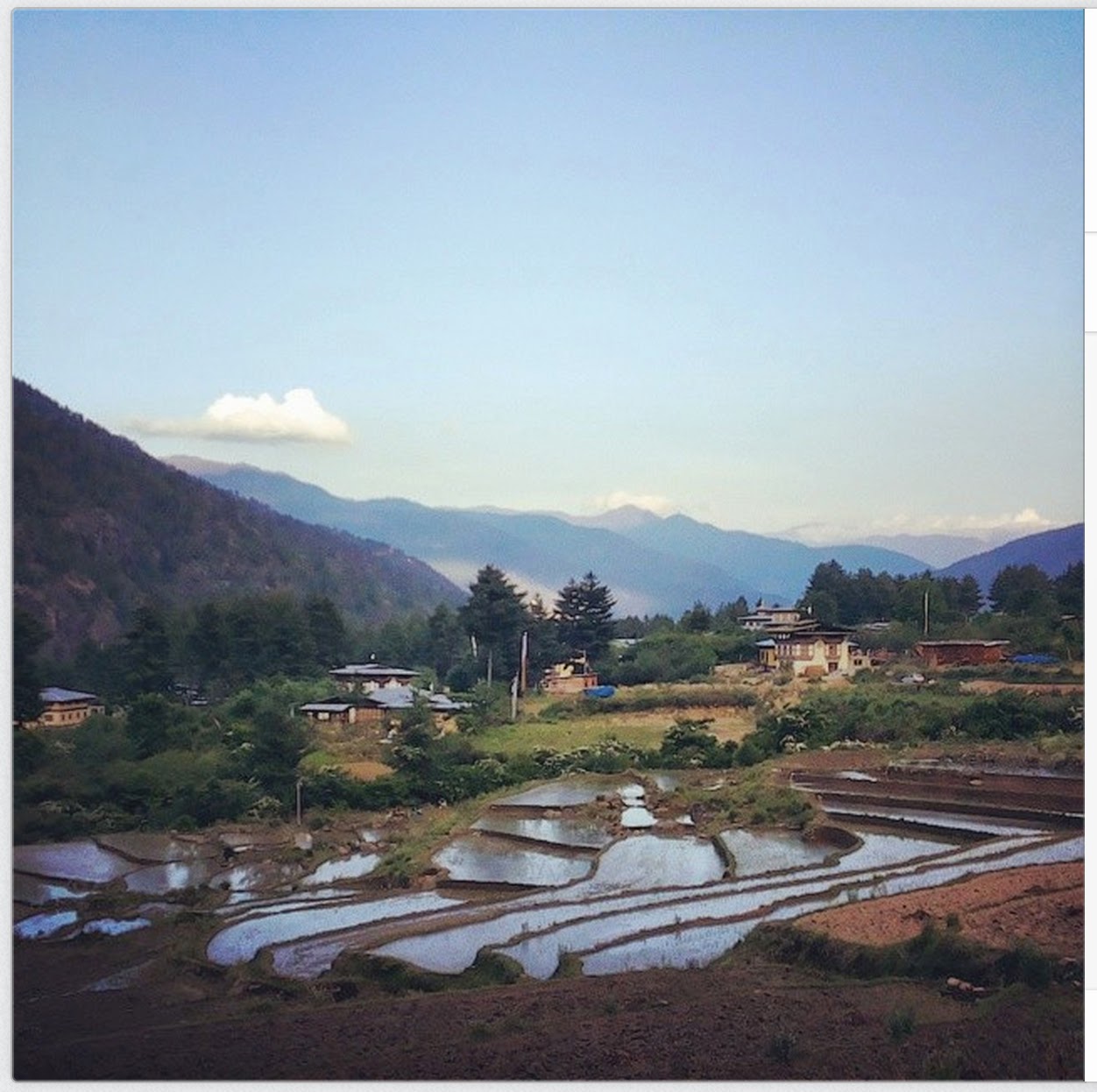 Rice Fields of Paro, Bhutan