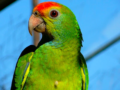 Amazon Parrot Bird Pictures