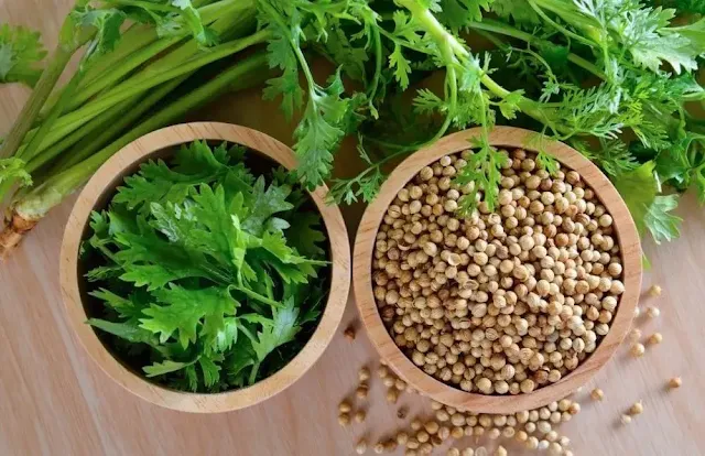 Coriander vs Cilantro Bowls