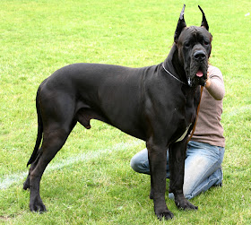 Tallest Dog in the World