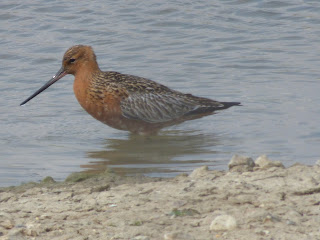 Summer plumage Bar-tailed Godwit