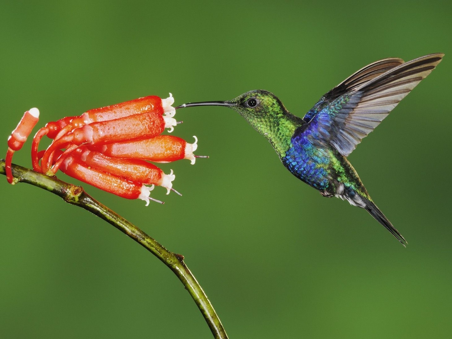 Berdasarkan Jenis Makanannya Kolibri Termasuk  Hewan  