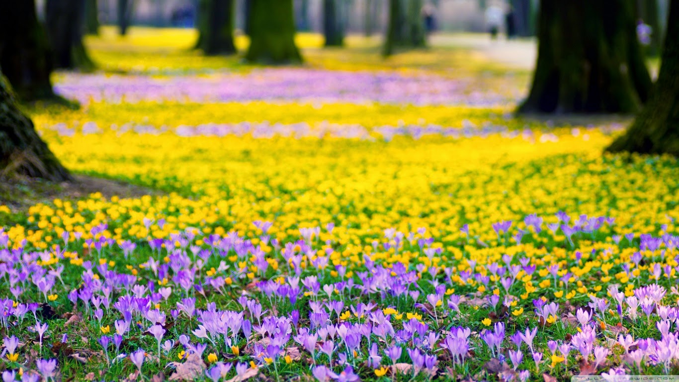 fond ecran paysage fleurs fond ecran printemps paysage fond ecran