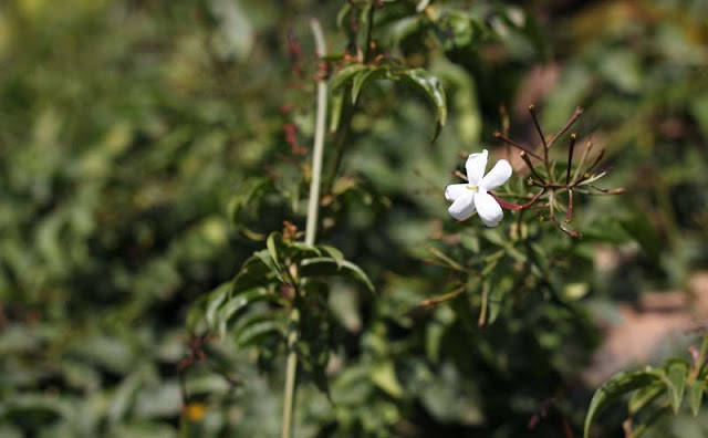 Jasminum Polyanthum Flowers