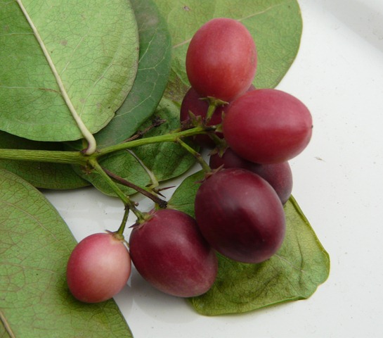 P1190750