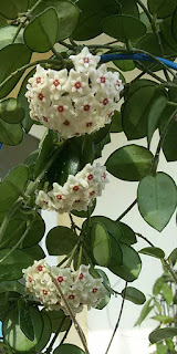 hoya-mathilde-flowers