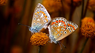 tiernas mariposas el paisaje