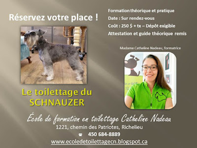 ecole formation toilettage grooming course school pet