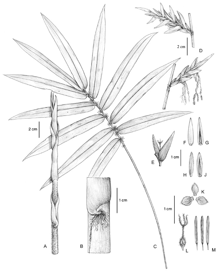 Species New to Science: [Botany • 2023] Bambusa lituiformis (Poaceae ...