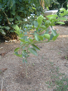 Lemon tree